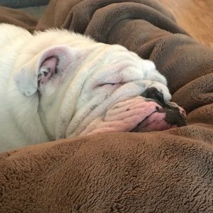 Meet your Posher, Bobbie